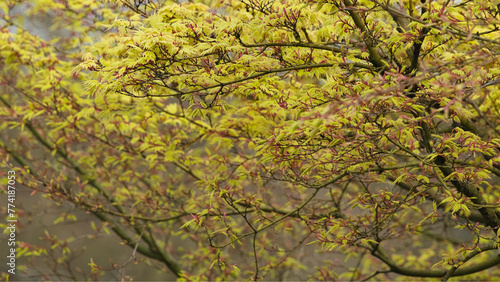 Der Ahorn im Frühling im Garten