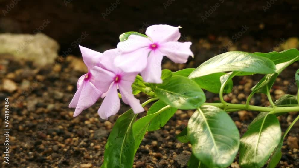 Catharanthus roseus in family Apocynaceae