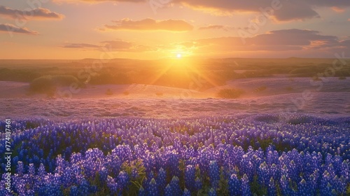 Bluebonnet Sunset. The golden sunset showers a large field of bluebonnets at Muleshoe Bend  Texas