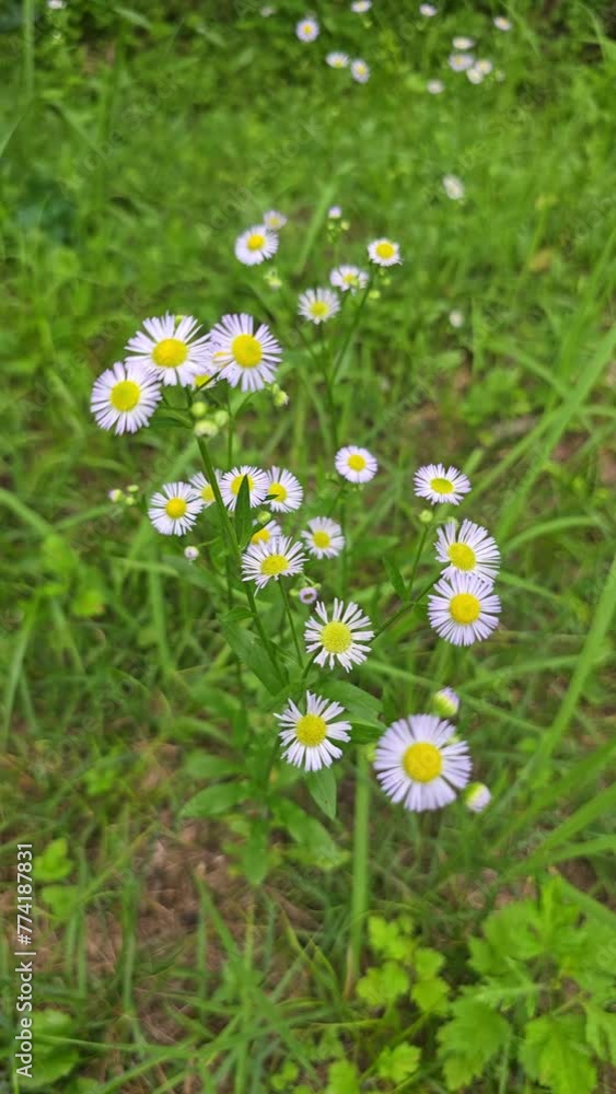 white flower in the grass white flower in the grass