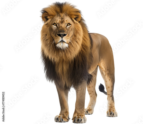 A majestic lion standing tall  full body shot  isolated on white background 