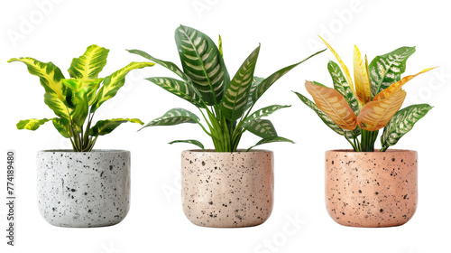 plant in vase on transparent background