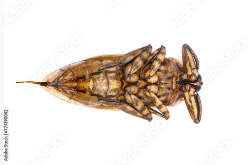 deep fried Giant water bug on white background