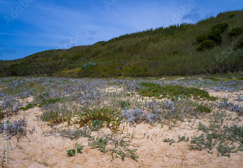 Carpobrotus edulis, Crassula lycopodioides and other salt tolerant succulent plants on a sandy beach along the Atlantic Ocean, Portugal