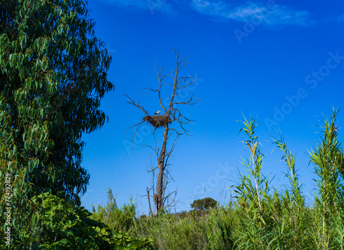 White stork nests on an old dry tree in a field on the coast, Portugal