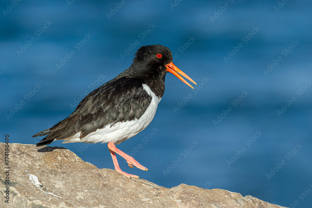 Side view of black and white feathered and orange-billed oystercatcher standing on rocky surface in Iceland Side view of black and white feathered and orange-billed oystercatcher standing on rocky surface in Iceland