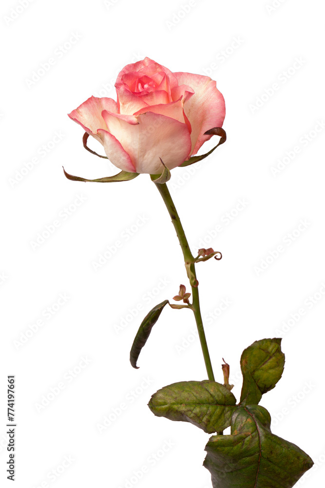 Obraz premium Pink and white beautiful rose isolated on a white background.