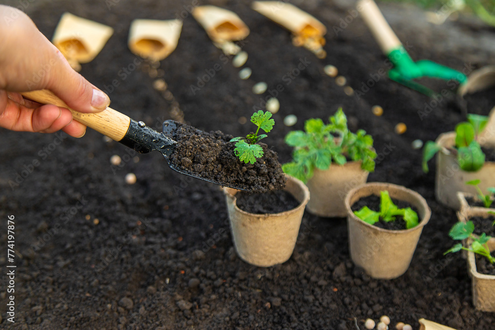 Plant the seedlings in cups. selective focus. Plant the seedlings in cups. selective focus.