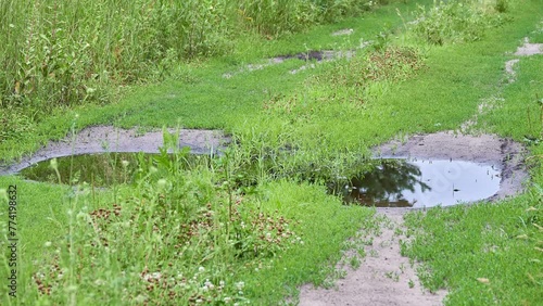 Small puddle on country road. Picturesque green rural areas. Summer nature.