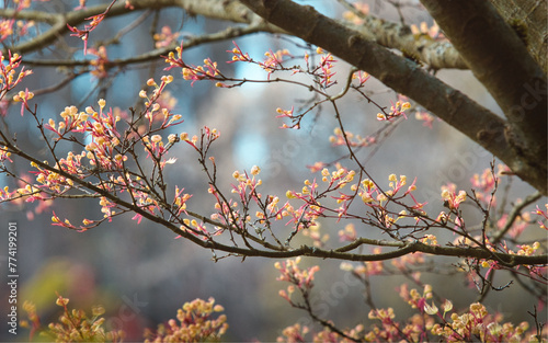 Der Baum blüht im Frühling im Park