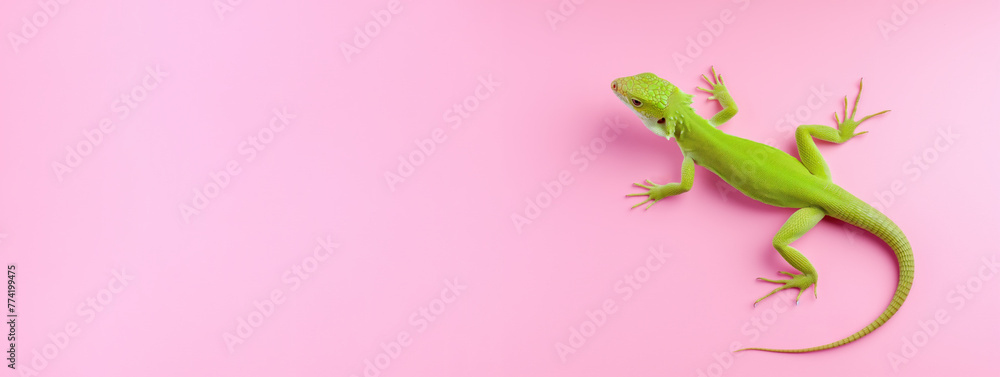 Naklejka premium Little green lizard on pink background, copy space