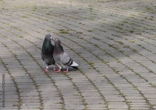 wild grey pigeons birds in park 