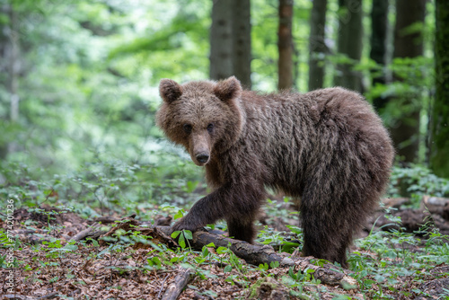 Braunbär in Großaufnahme im Wald, Blick Richtung Kamera