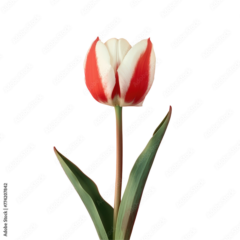Red and white tulip with a green stem Red and white tulip with a green stem