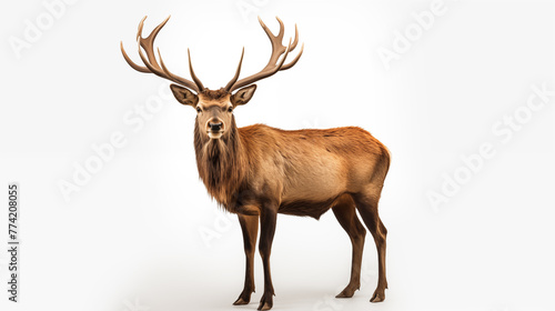 Elegant Elk with Majestic Antlers on White Backdrop. Generative AI