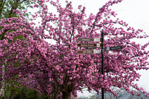 BUDAPEST, HUNGARY-April 01, 2023: blooming cherry trees at Buda Castle