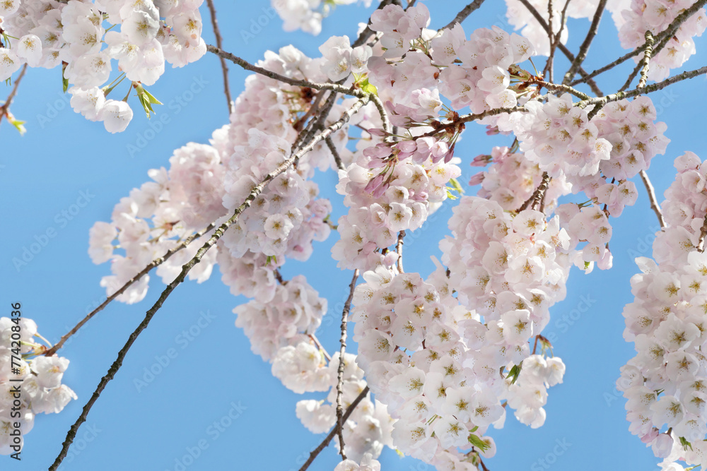 Beautiful Cherry Blossom Tree against a clear blue sky during a spring season in Burnaby, British Columbia, Canada Beautiful Cherry Blossom Tree against a clear blue sky during a spring season in Burnaby, British Columbia, Canada
