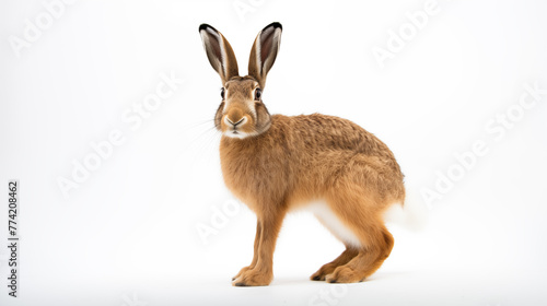 Elegant Brown Hare on a White Background. Generative AI