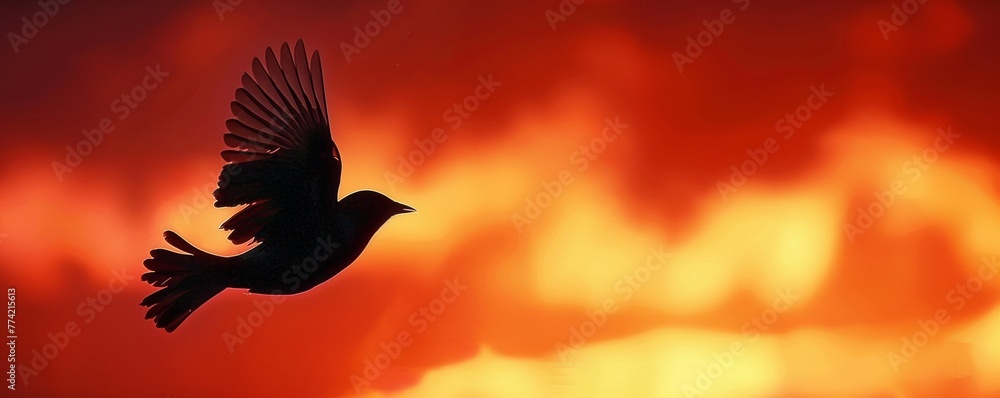 Silhouette of a bird in flight at sunset - obrazy, fototapety, plakaty 