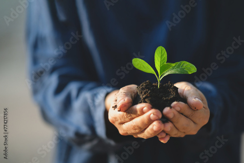 Saplings in the hand
The concept of World Environment Day and sustainability