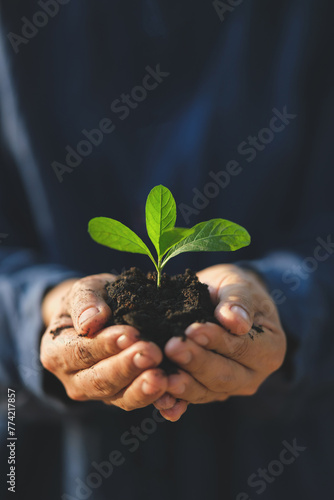 Saplings in the hand The concept of World Environment Day and sustainability Vertical