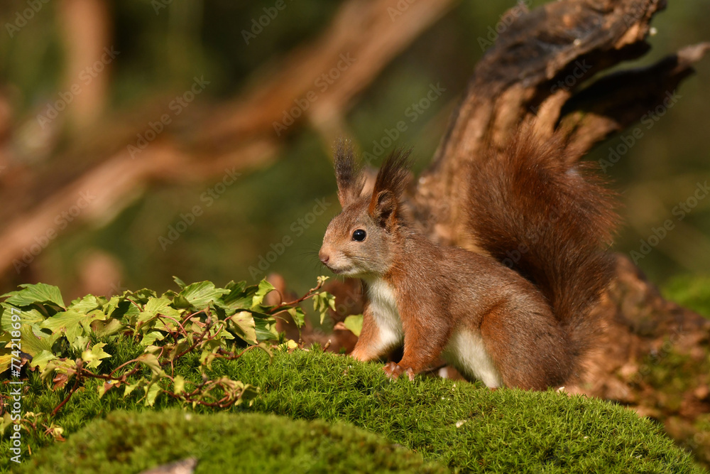 Eichhörnchen Eichhörnchen