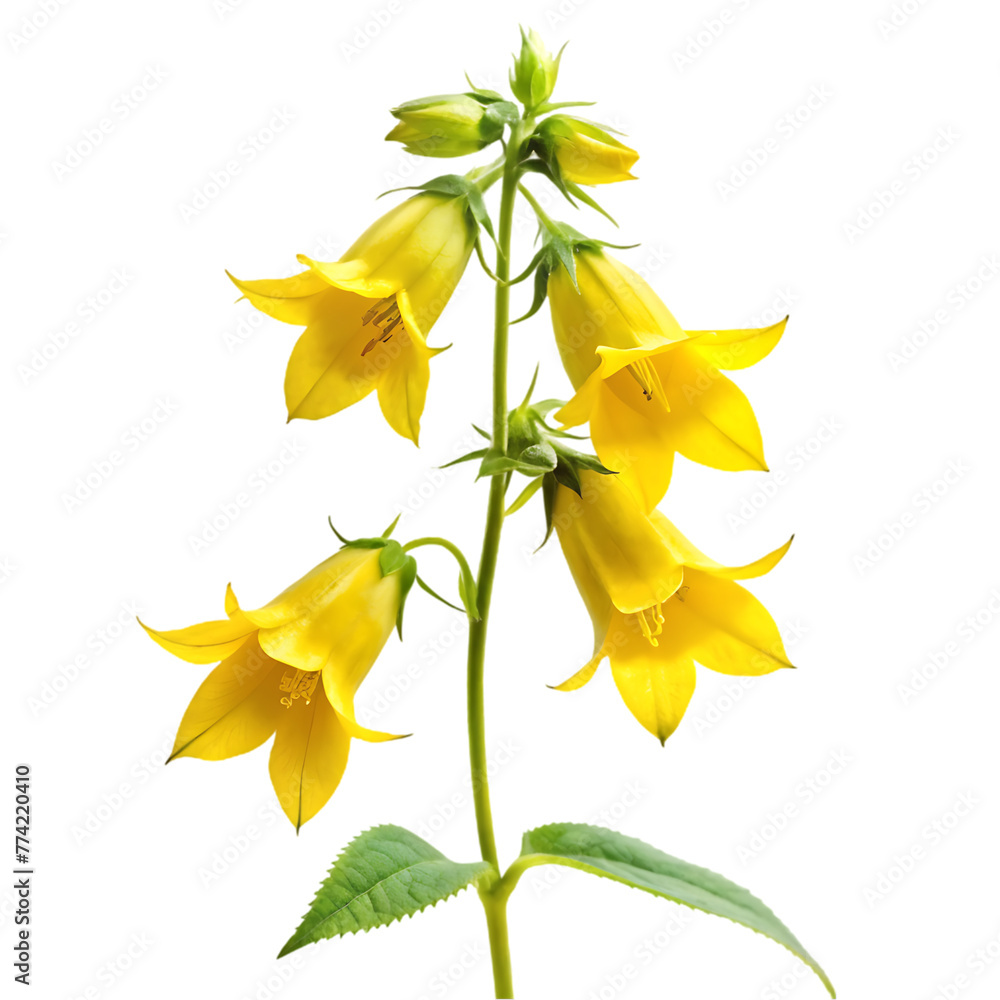 yellow flower design