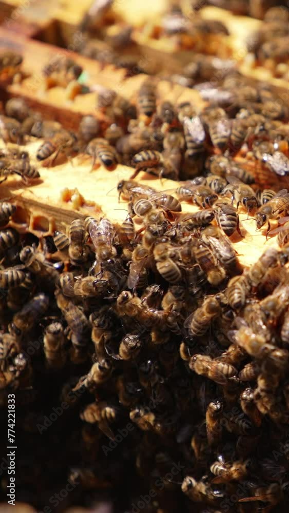 Bee brood on top of honey frames in beehive. Bees lit by sun crawling in the opened beehive. Close up. Vertical video Bee brood on top of honey frames in beehive. Bees lit by sun crawling in the opened beehive. Close up. Vertical video