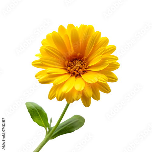 yellow flower design