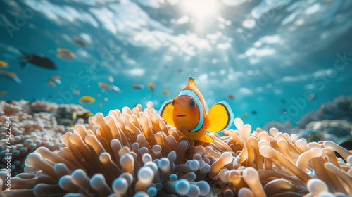 A small fish is swimming in the ocean near some coral photo