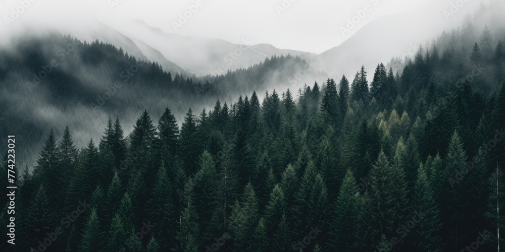 a fog-shrouded forest creates an eerie atmosphere.