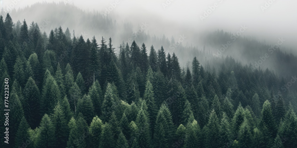 a fog-shrouded forest creates an eerie atmosphere.