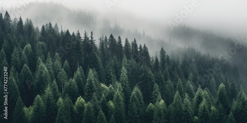 a fog-shrouded forest creates an eerie atmosphere. © Murda