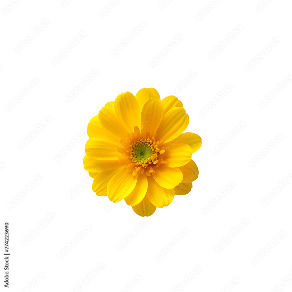 yellow flower design yellow flower design