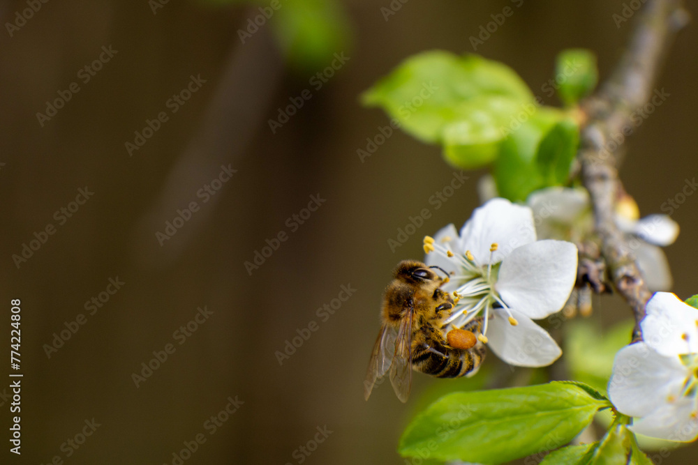 A honey bee is captured foraging on white blossoms of a fruit tree, cherry or apple. The image focuses on the bee with a blurred green background, serene spring. A honey bee is captured foraging on white blossoms of a fruit tree, cherry or apple. The image focuses on the bee with a blurred green background, serene spring.