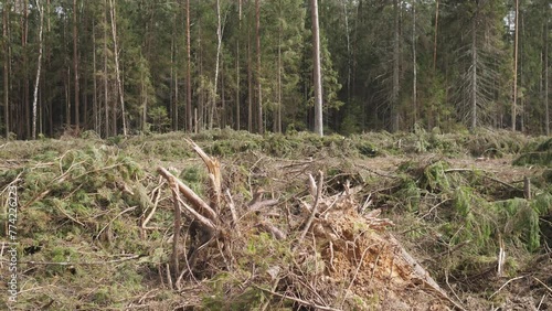 Deforestation of spruce forest 4k photo