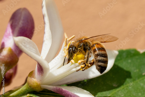 Bee in a white flower