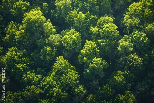 Aerial view of a large group of trees in the middle of a dense forest surrounded by green foliage