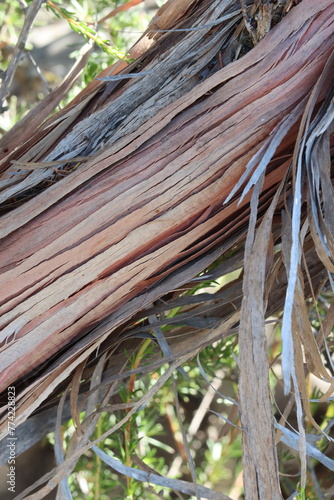 Glabrous Resinbrush, Adenostoma Fasciculatum Variety Fasciculatum, a native monoclinous woody shrub displaying aging strip exfoliating bark during Winter in the Santa Monica Mountains. photo