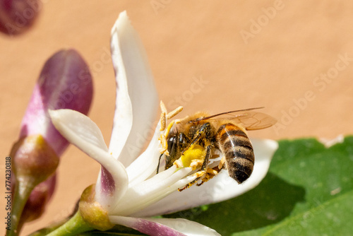 bee inside a flower
