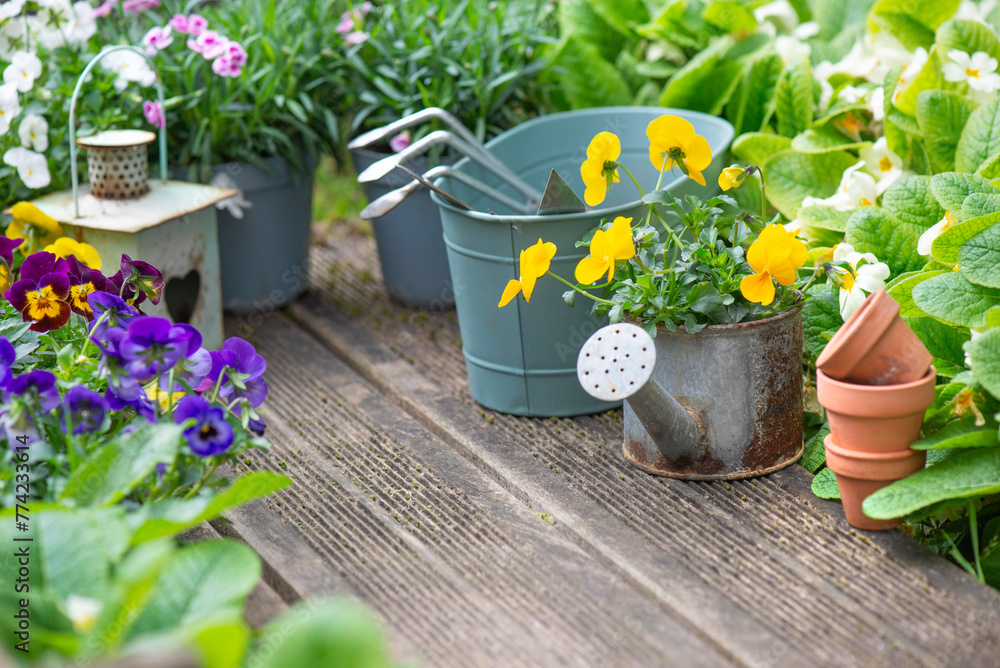 pretty colorful flowers blooming and arranged on part of wooden terrace with decorative flower pots and gardening tools pretty colorful flowers blooming and arranged on part of wooden terrace with decorative flower pots and gardening tools