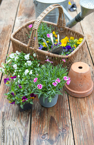 potted in bloom and a wicker basket filled with flowers and gardening tools o...