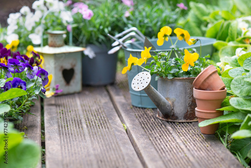 pretty colorful flowers blooming  and arranged on part of wooden terrace with...