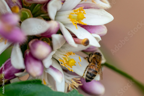 Bee and flower