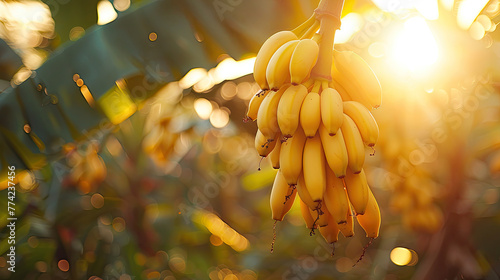 National Banana Day, bananas bunch hanging from tree in nature blur background, art can be used for printings, menu cards, promotions, advertising, background, brochure, banners, and social media. photo