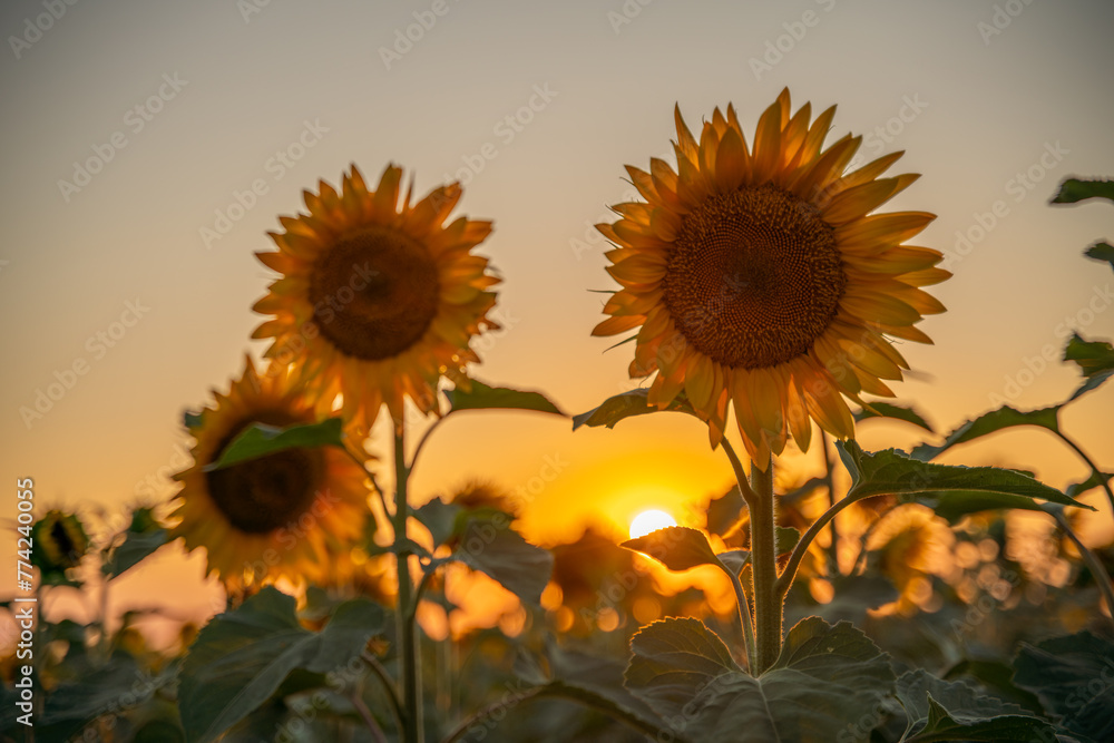 Obraz premium Field sunflowers in the warm light of the setting sun. Summer time. Concept agriculture oil production growing.