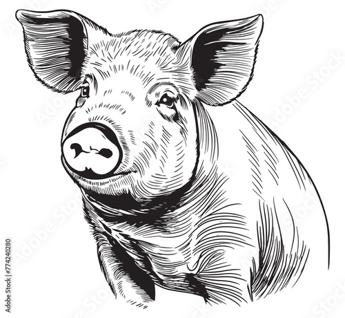 Sketch of a pig. Vector vintage illustration hand drawn large fat pig isolated on white background.