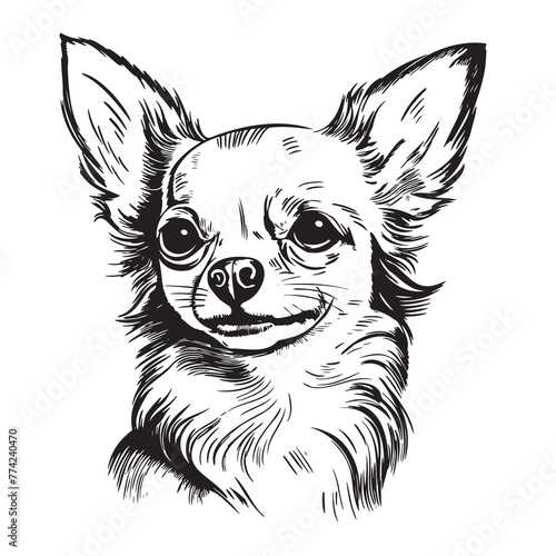 Portrait of a chihuahua dog hand drawn sketch in engraving style Vector illustration toy terrier © BigJoy