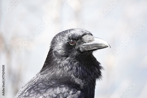 Close-up detail of a Carrion Crow  Corvus corone 