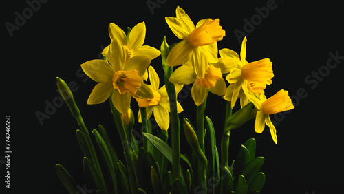 yellow daffodils on black background © Grzegorz